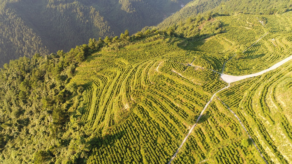 Chinese tea garden