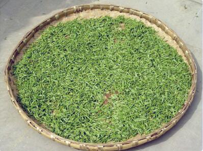 Chinese Green Tea Processing Process